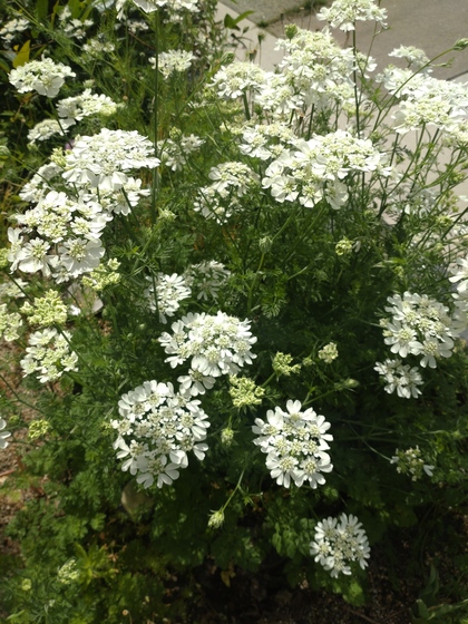 熊本県在住お片付けアドバイザーゆうこの¨わたしの家がちょっと好きになる日¨